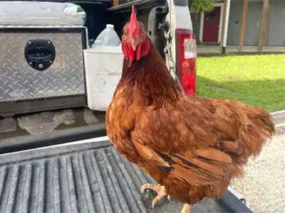 Chicken