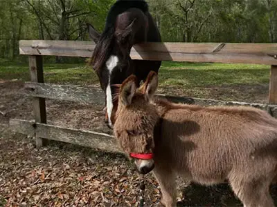 Donkey